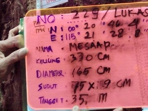 Meranti Putih (mesap)