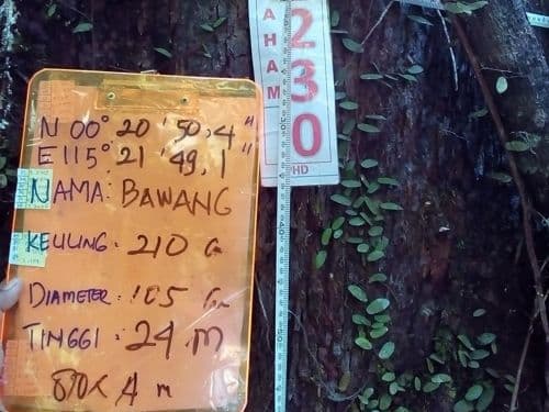 Bawang (kayo bawang)