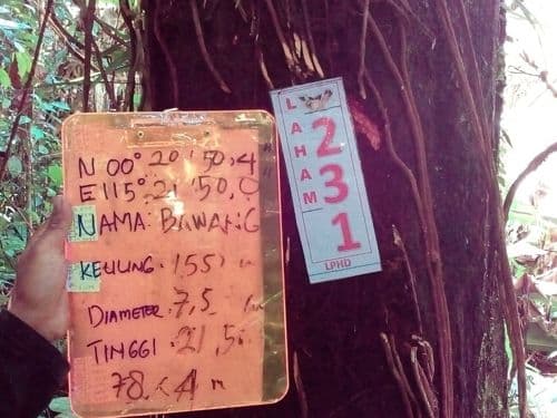 Bawang (kayo bawang)