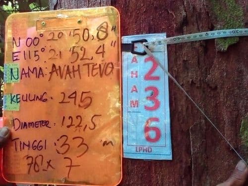 Keruing (uvah tevo)