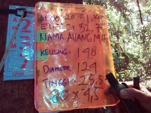 Meranti Kuning