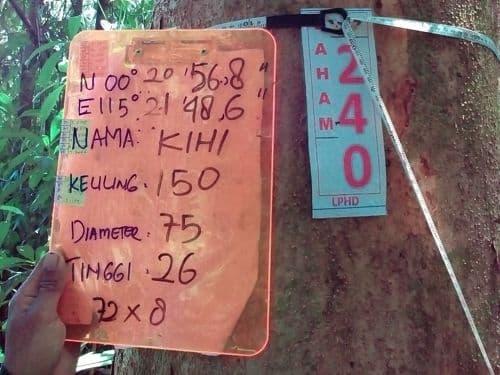 Meranti Putih (kihi)