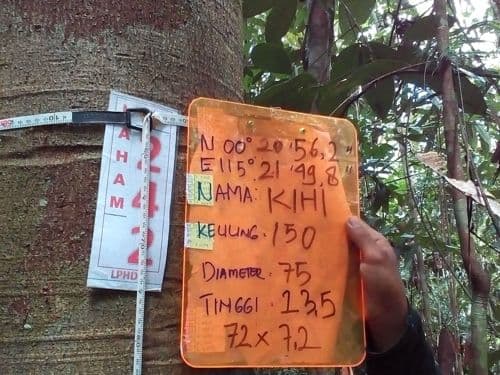 Meranti Putih (kihi)