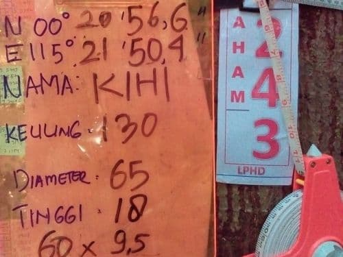 Meranti Putih (kihi)