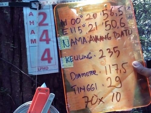 Meranti Batu (avaang bato)