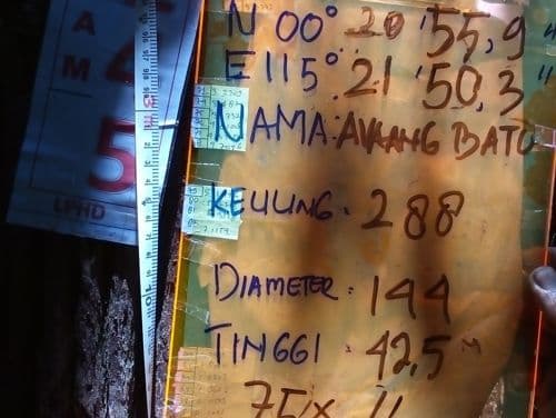 Meranti Batu (avaang bato)