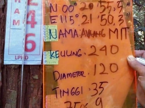 Meranti Kuning
