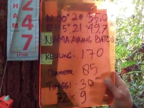 Meranti Batu (avaang bato)