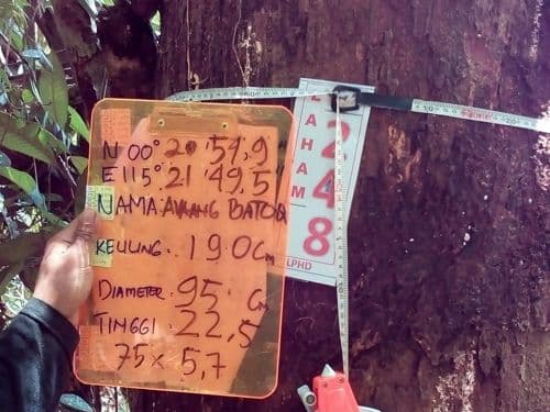 Meranti Batu (avaang bato)