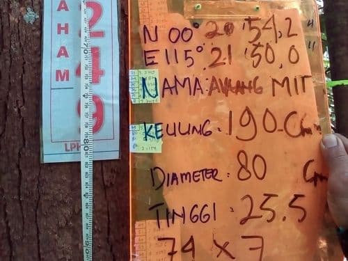 Meranti Kuning