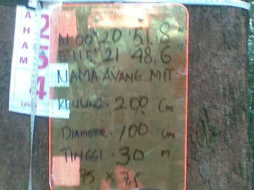 Meranti Kuning