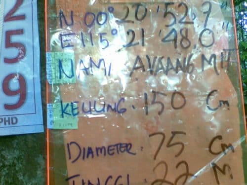 Meranti Kuning