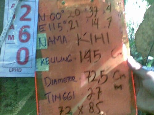 Meranti Putih (kihi)