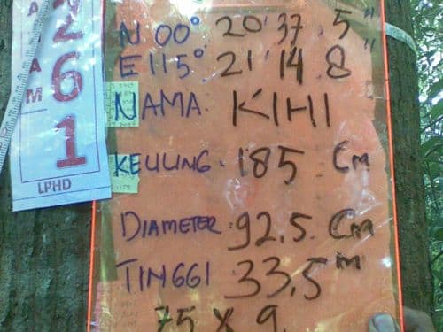 Meranti Putih (kihi)