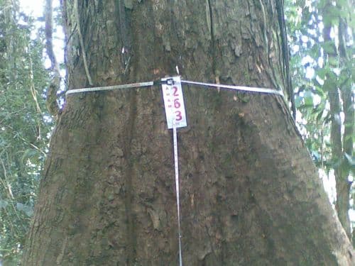 Meranti Batu (avaang bato)