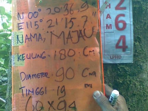 Tengkawang (avaang abi)