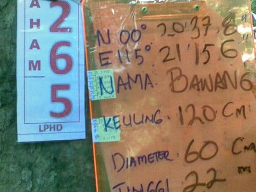Bawang (kayo bawang)