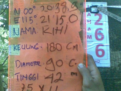 Meranti Putih (kihi)