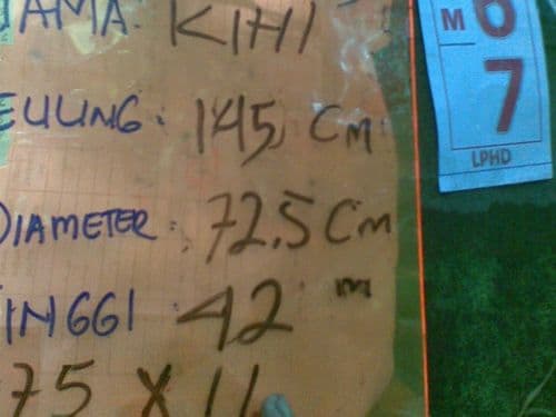 Meranti Putih (kihi)