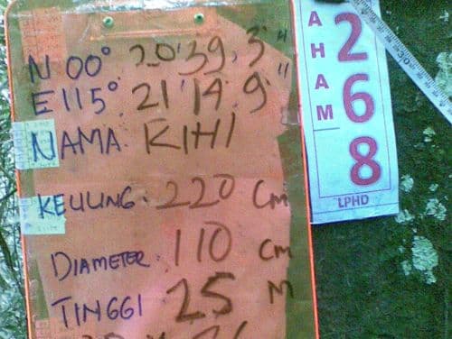 Meranti Putih (kihi)