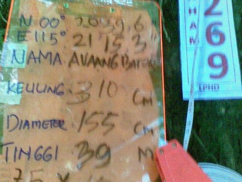 Meranti Batu (avaang bato)