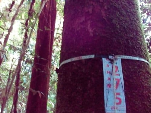 Durian Hutan (diaan)