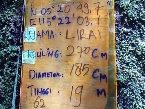 Meranti Putih Halus