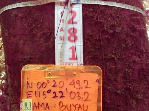 Meranti Merah Keras
