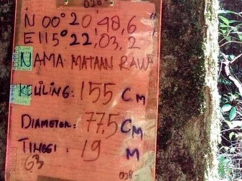 Matahari (mataan raw)