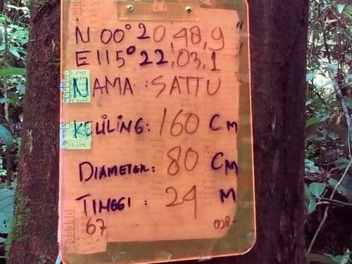 Durian Hutan (diaan)