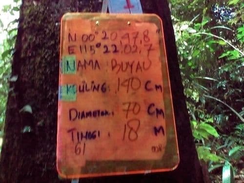 Meranti Merah Keras