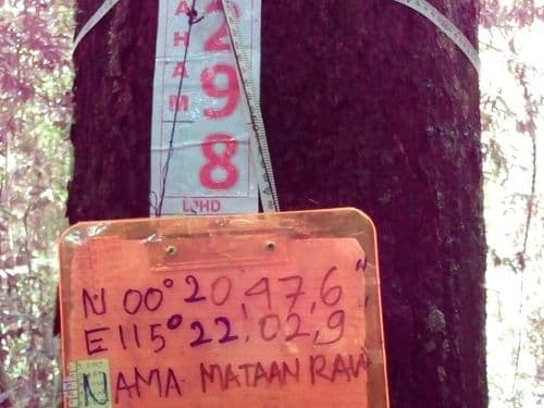 Matahari (mataan raw)