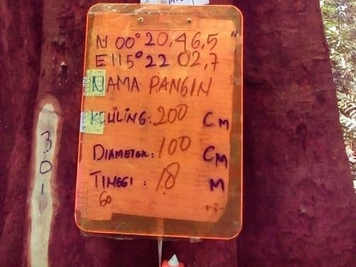 Manggis Hutan (pangin)