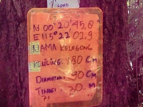 Meranti Kuning
