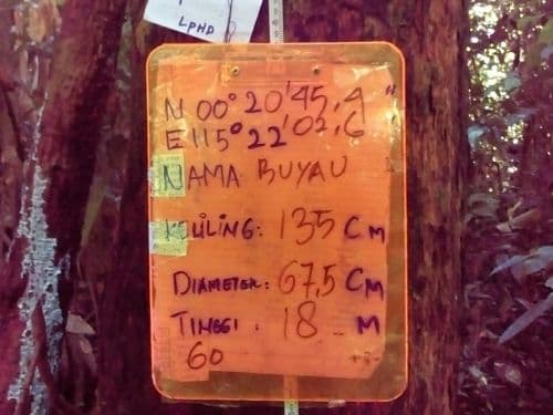 Meranti Merah Keras