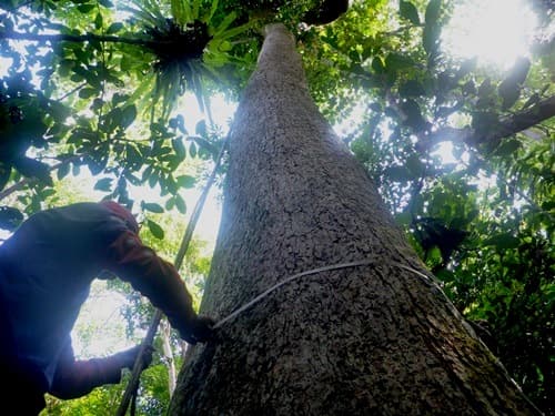Arau (Cempaka Hutan Alus)