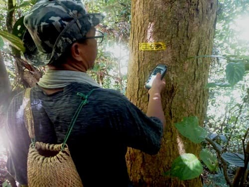 Arau (Cempaka Hutan Alus)