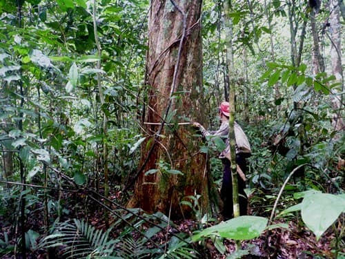 An (Merawan Daun Bulat)