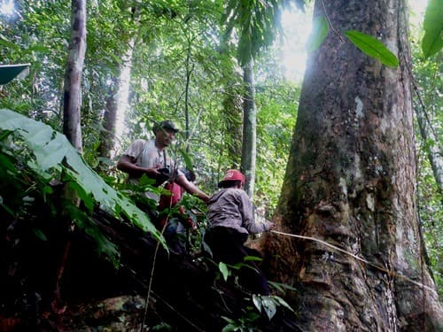 Arau (Cempaka Hutan Alus)