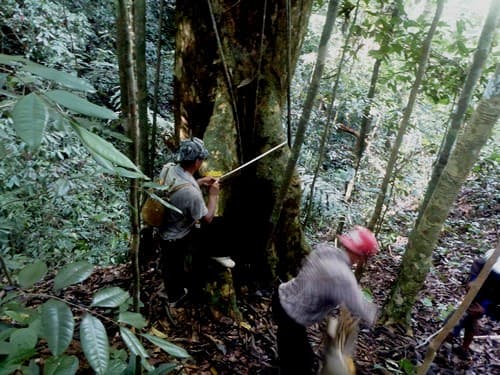Arau (Cempaka Hutan Alus)