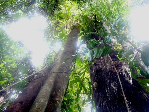 An (Merawan Daun Bulat)