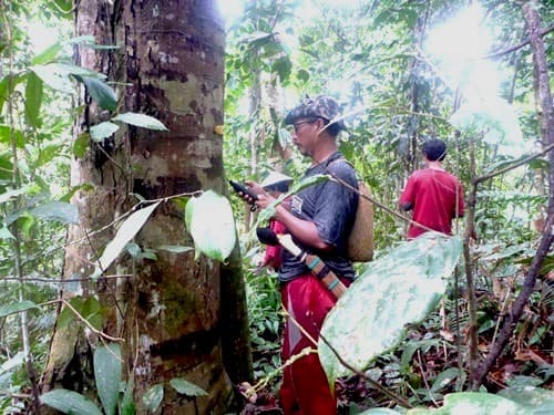 Avang (Tengkawang)