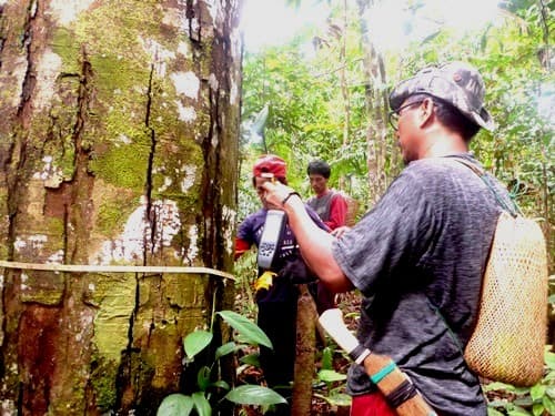 Avang (Tengkawang)