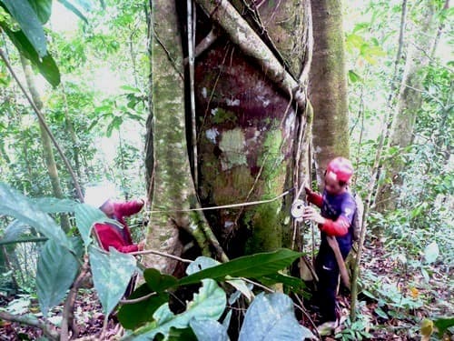 Avang (Tengkawang)