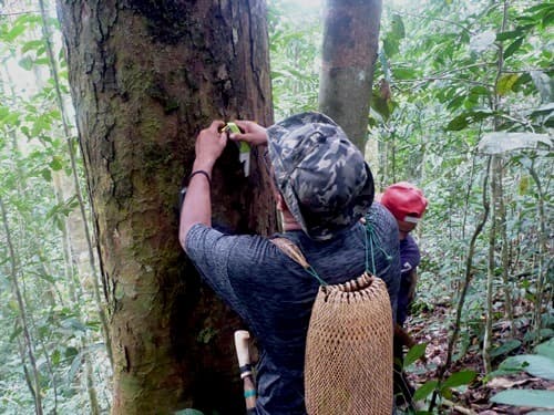 Avang (Tengkawang)