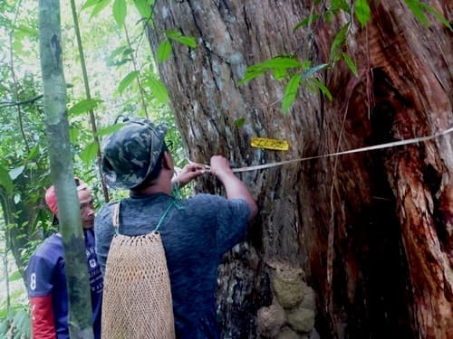 Belevan (Kayu Mulu/Pelawan