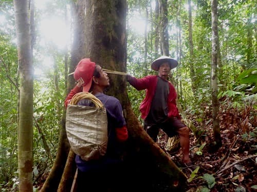 Ngai