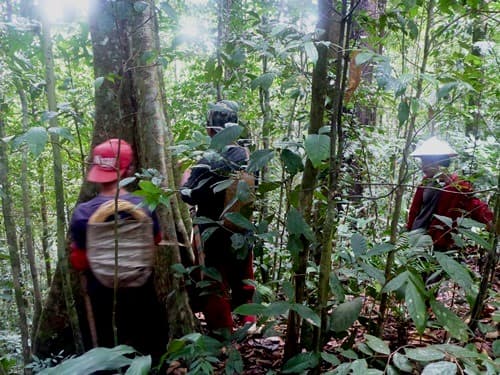 An (Merawan Daun Bulat)