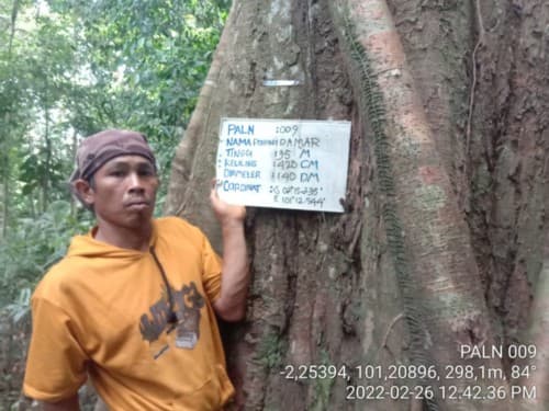 Damar
