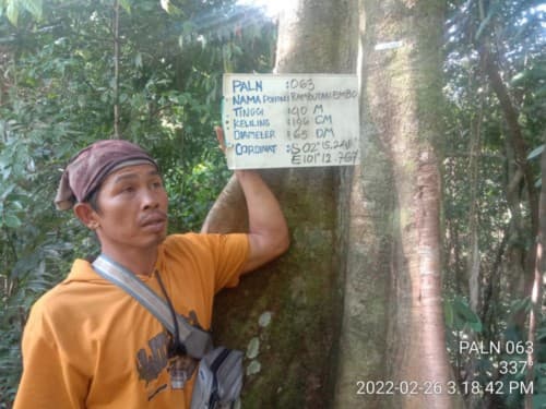 Rambutan Embo